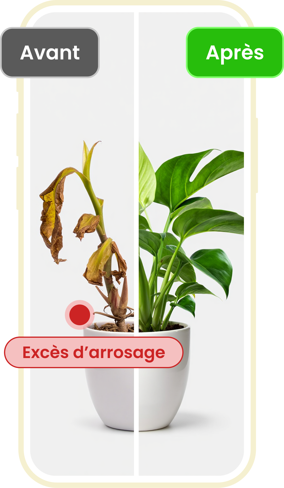 Aperçu du diagnostic des maladies des plantes et du rétablissement dans l'application Plant ID