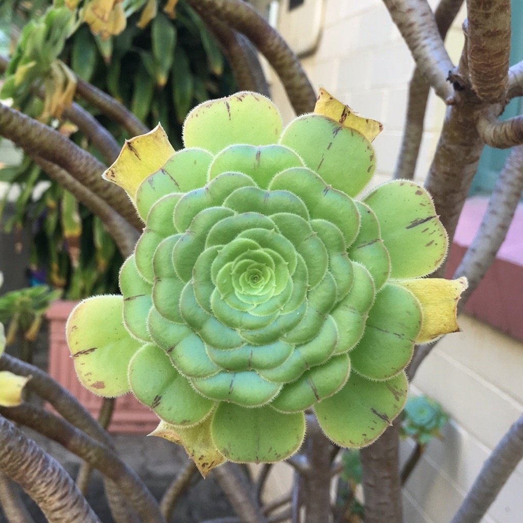 Aeonium en arbre