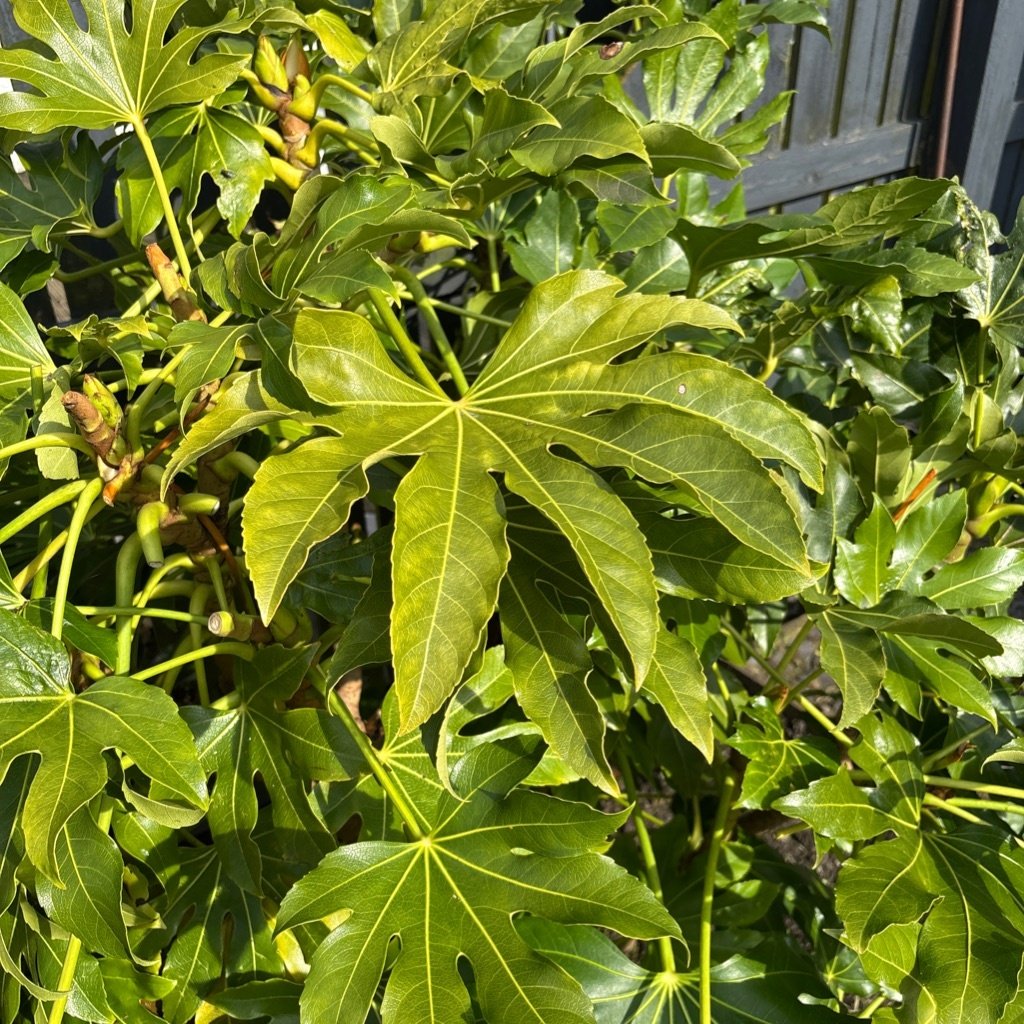 Aralia du Japon