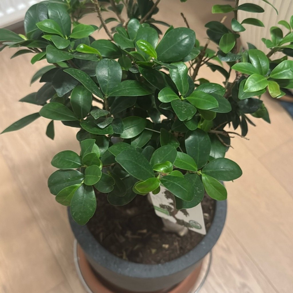 Banyan Chinois