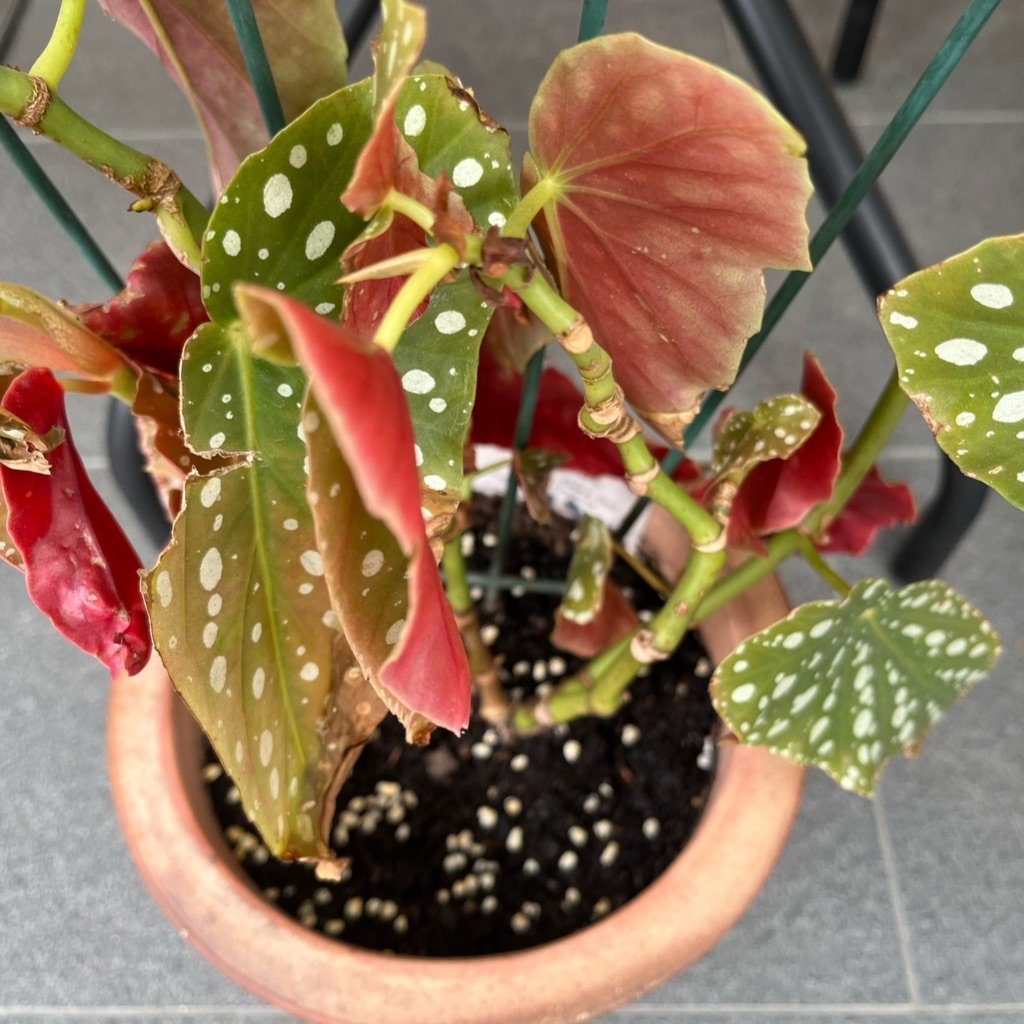 Bégonia maculata