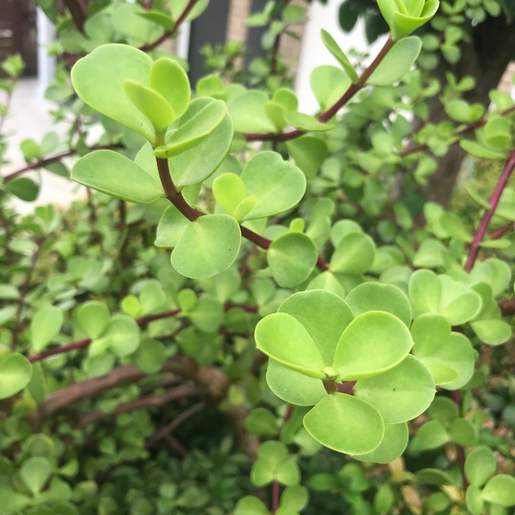 Buisson Éléphant