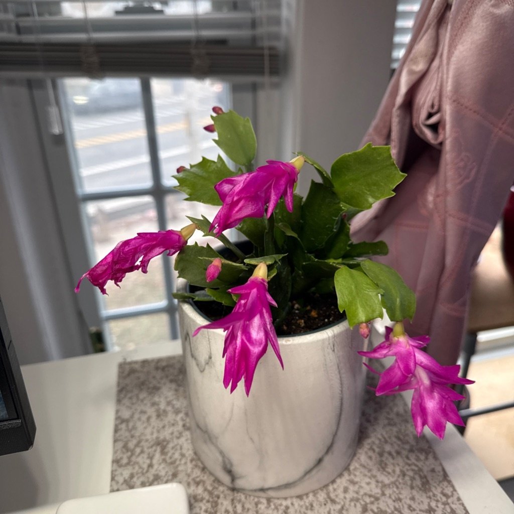 Cactus de Noël