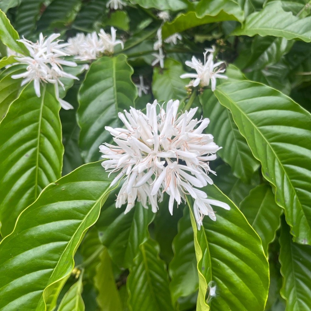 Caféier Arabica