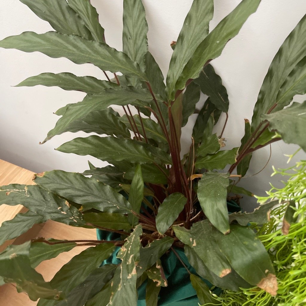 Calathea Velours