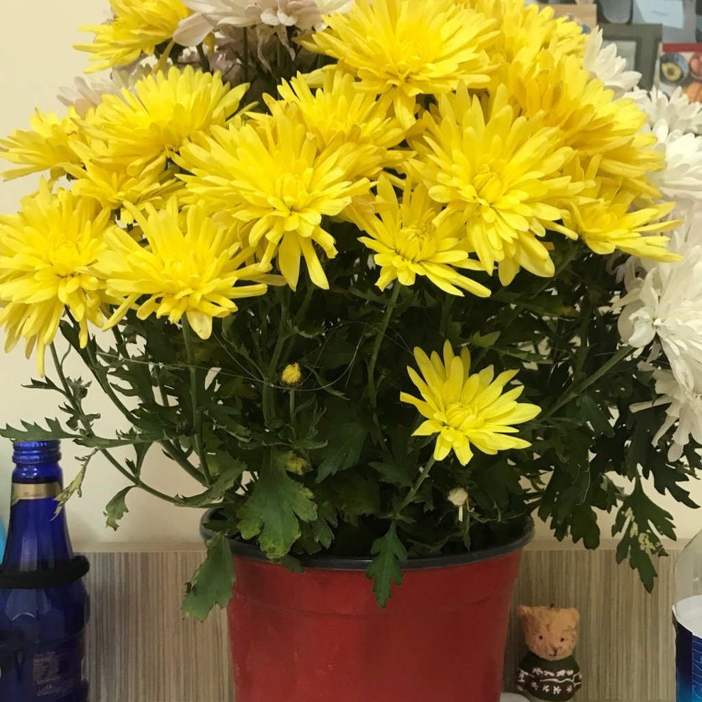 Chrysanthème des fleuristes