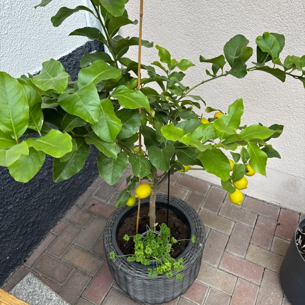 Citron