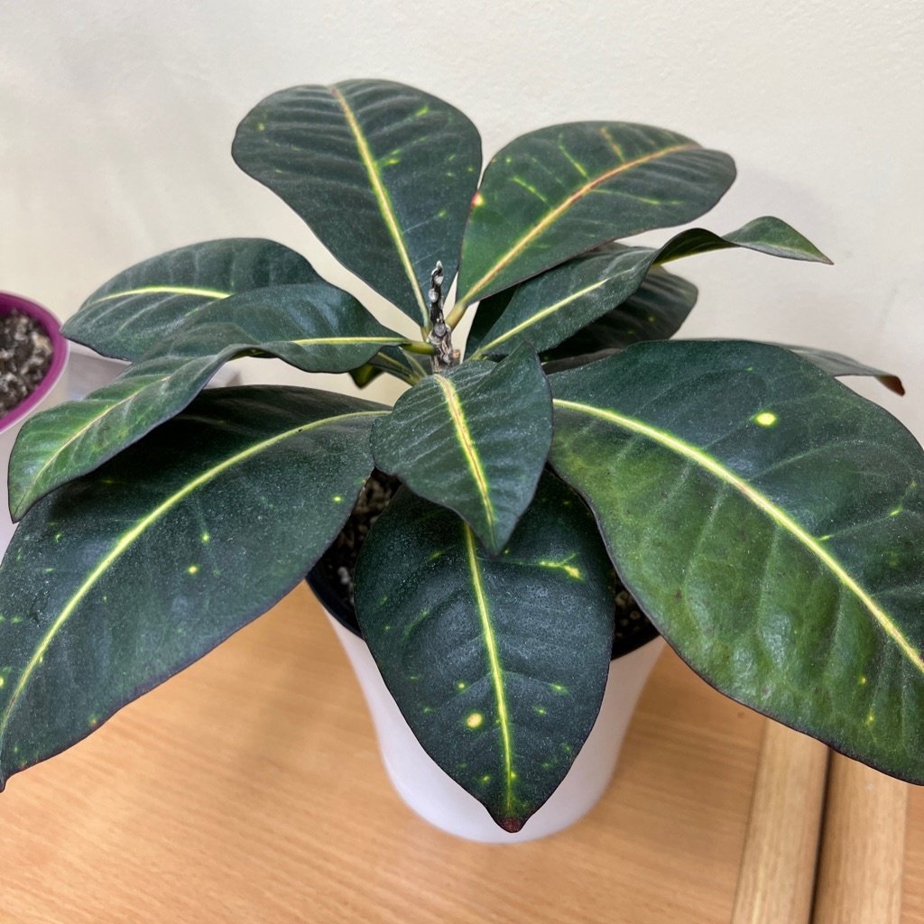 Croton