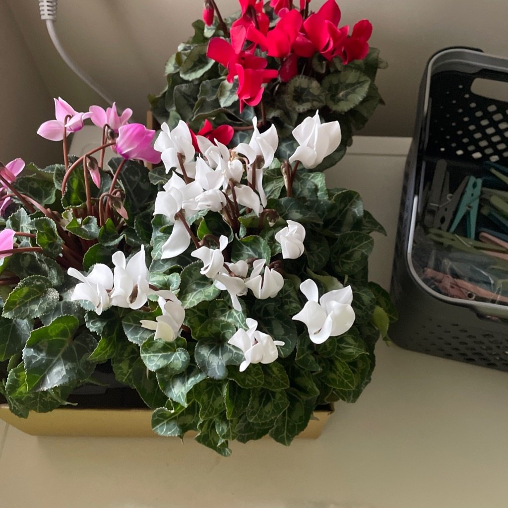 Cyclamen des fleuristes