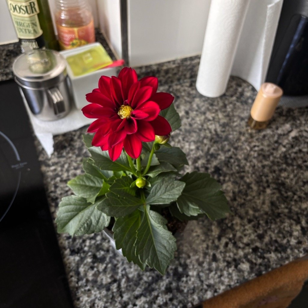 Dahlia