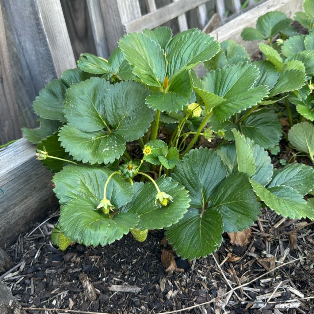 Fraise des jardins