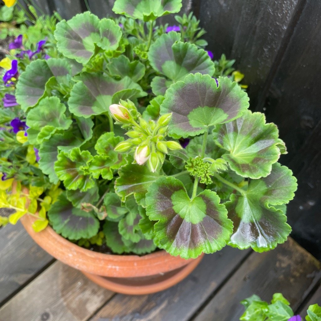 Géranium zonal