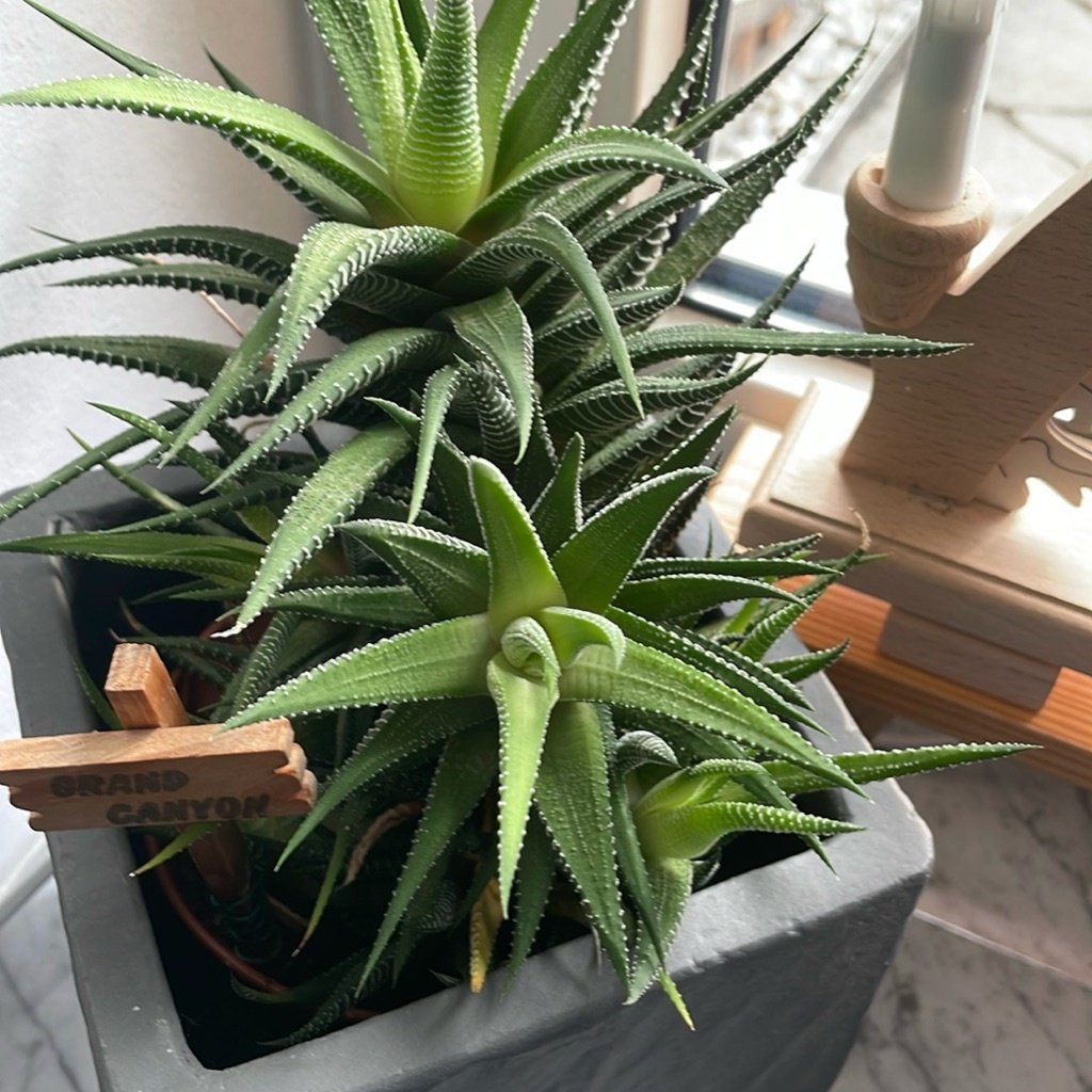 Haworthia zébrée