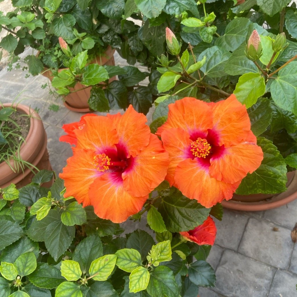 Hibiscus chinois