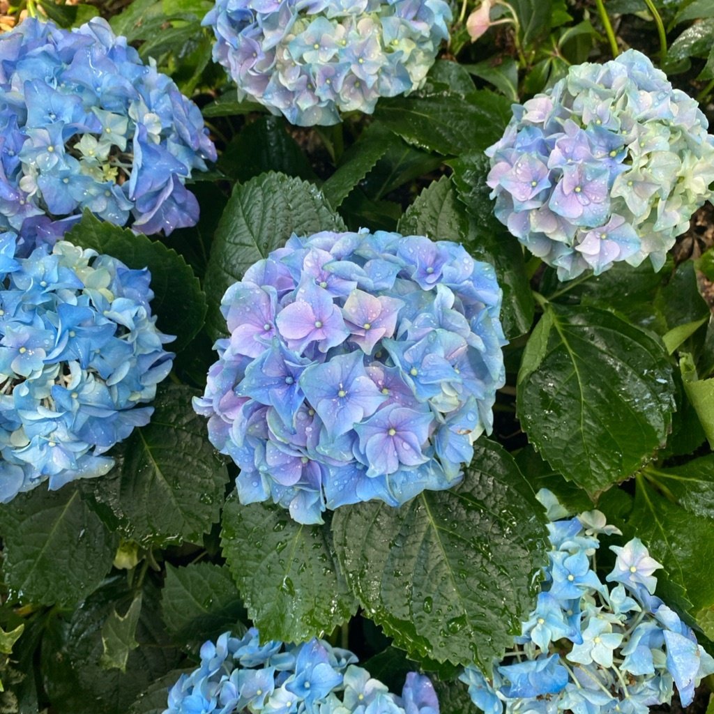 Hortensia à grandes feuilles