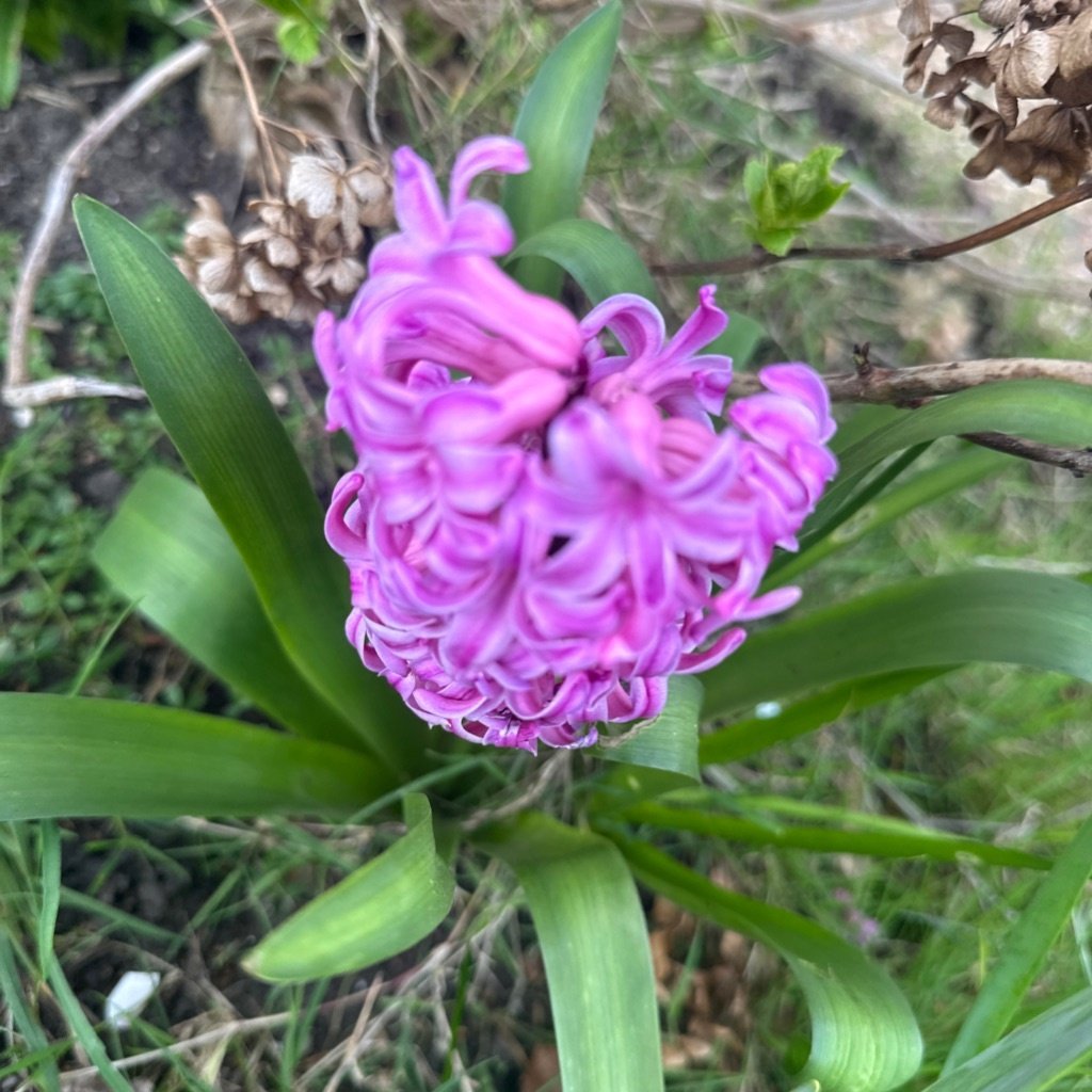 Jacinthe