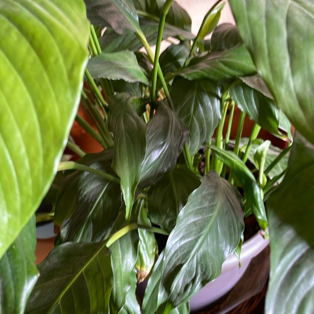 Lys de la paix