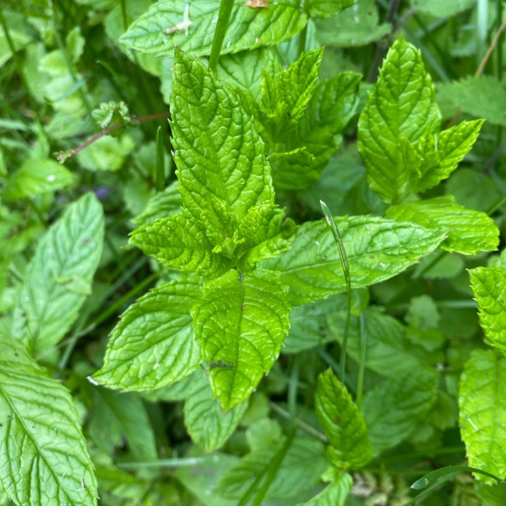 Menthe verte