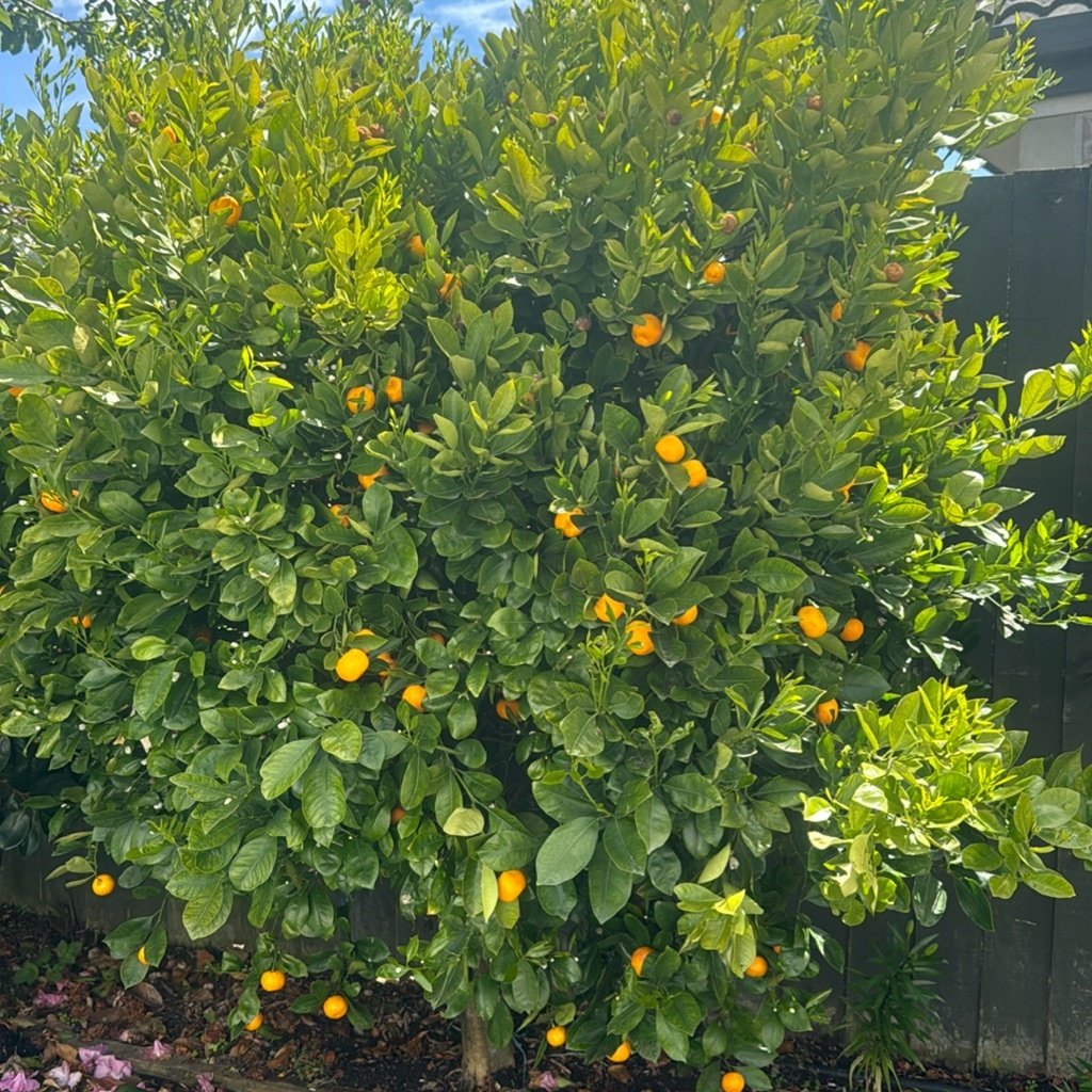 Orange amère