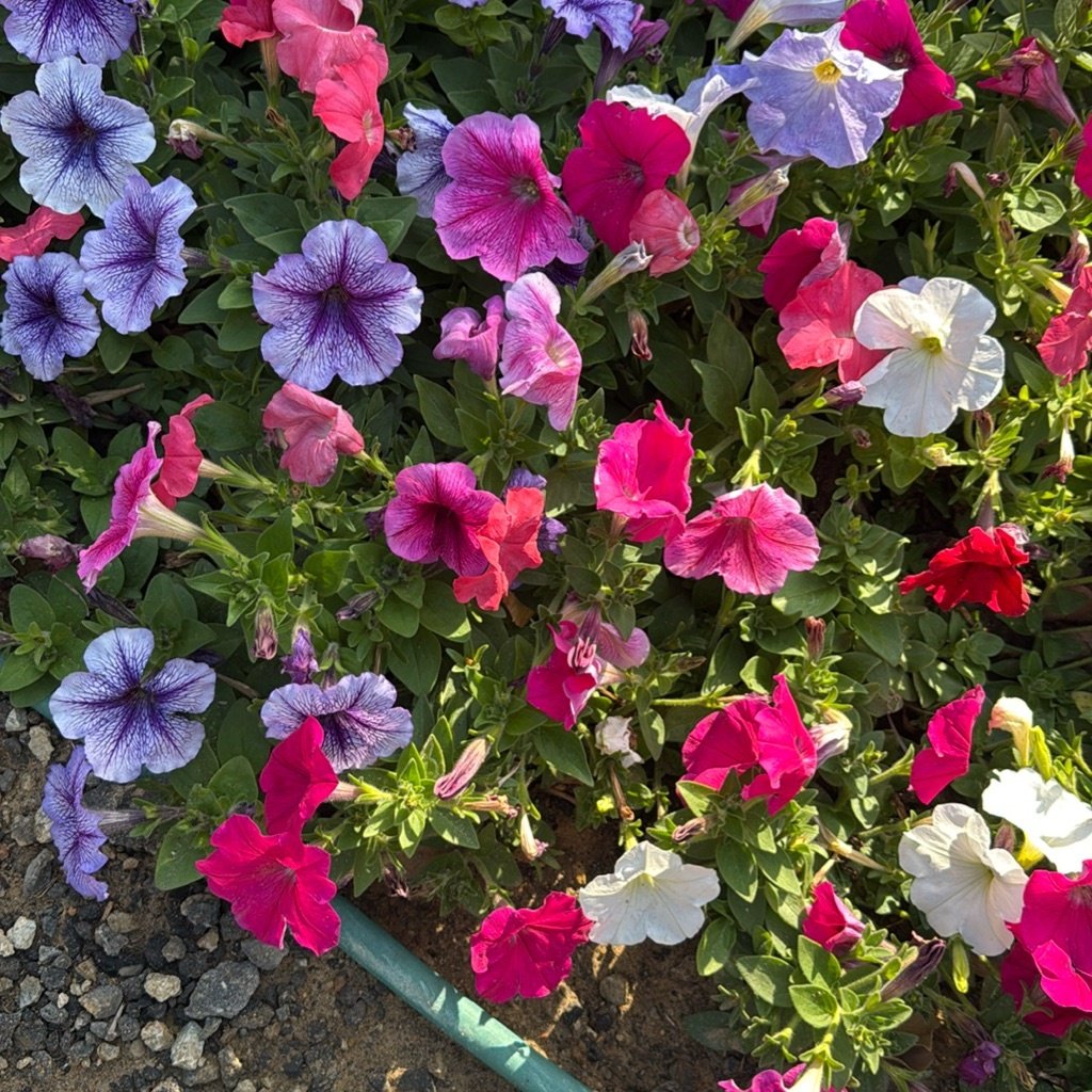 Pétunia de jardin