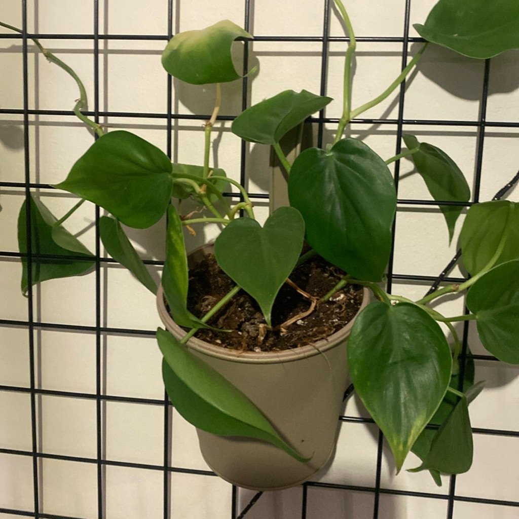 Philodendron à feuilles de cœur