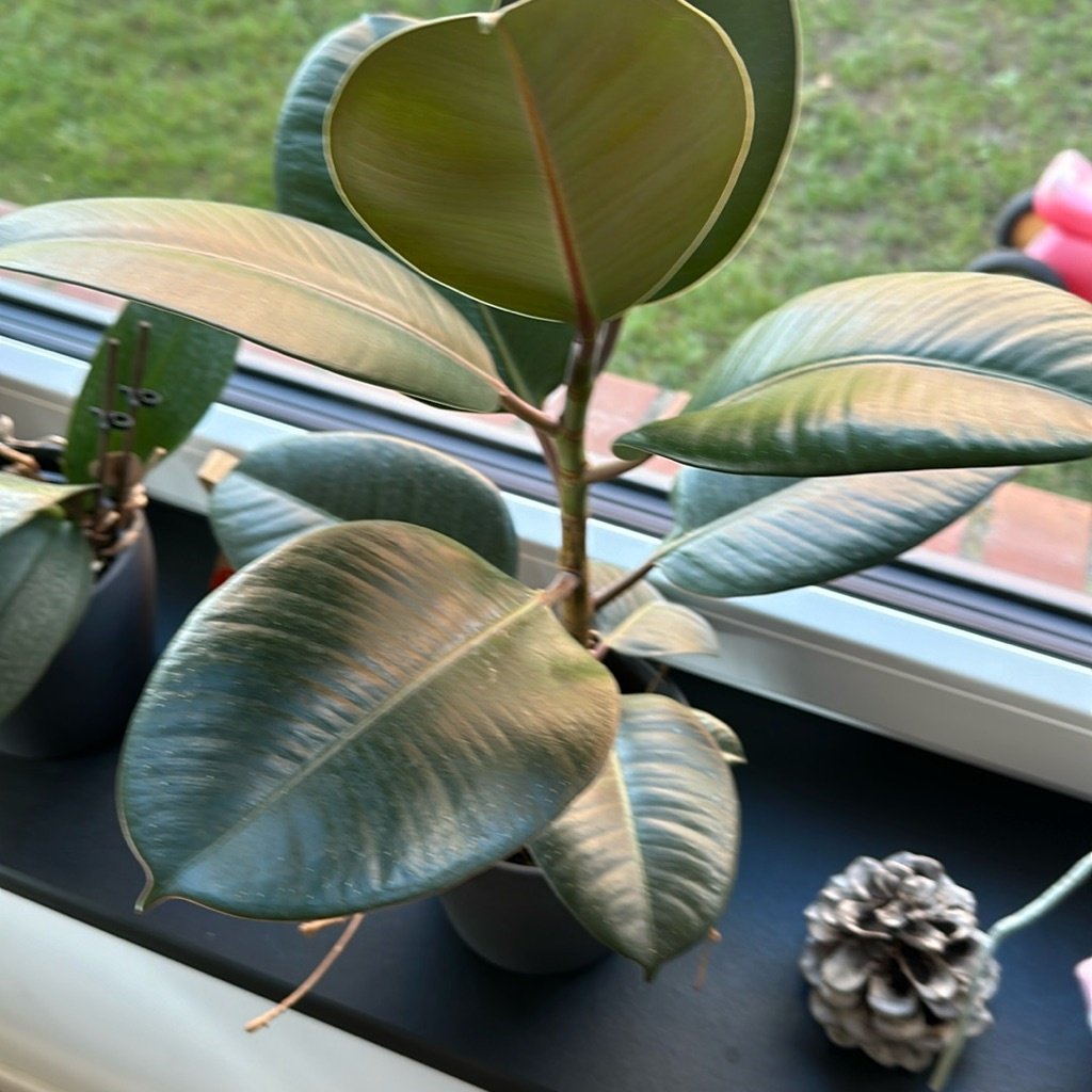 Plante Caoutchouc