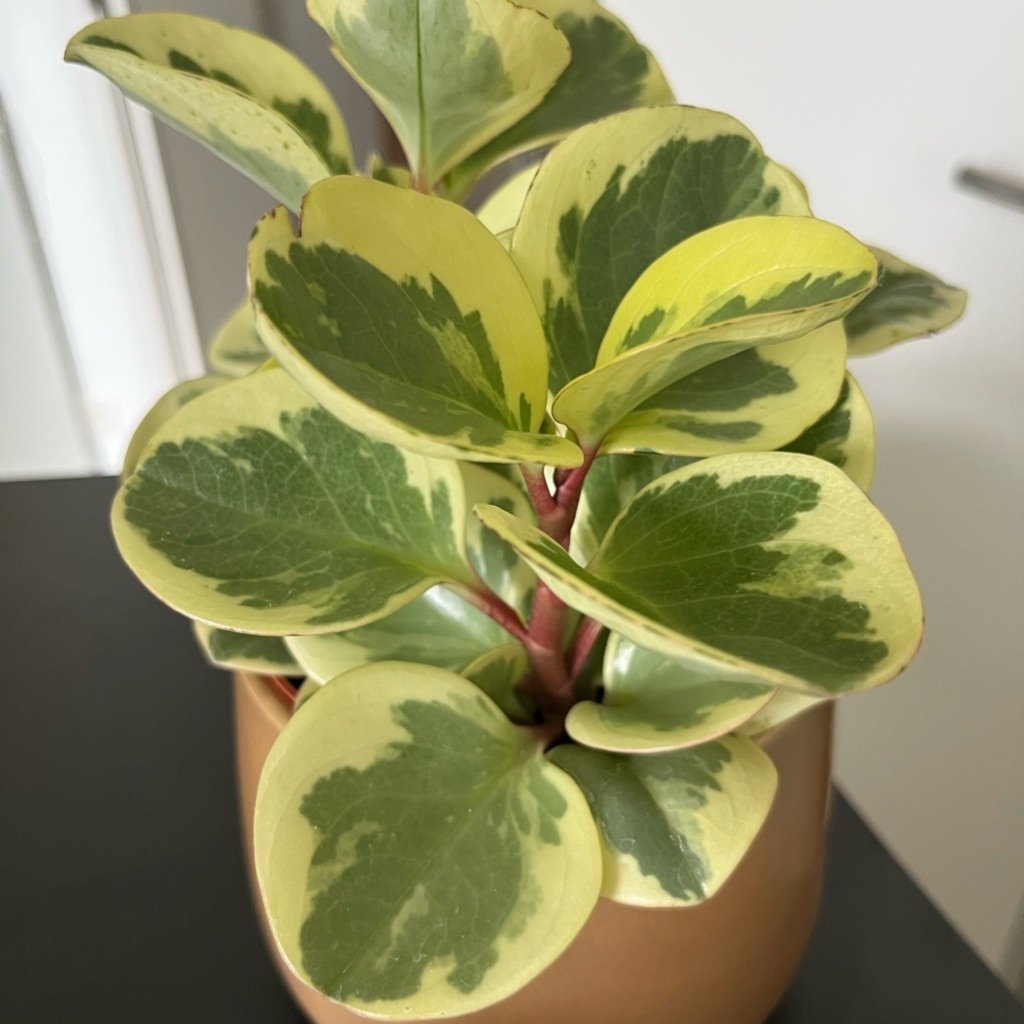 Plante Caoutchouc Bébé
