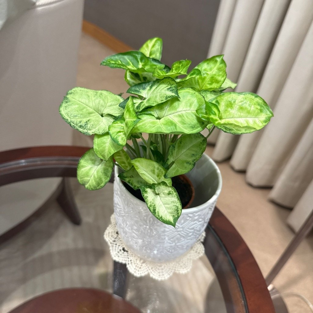 Plante Flèche