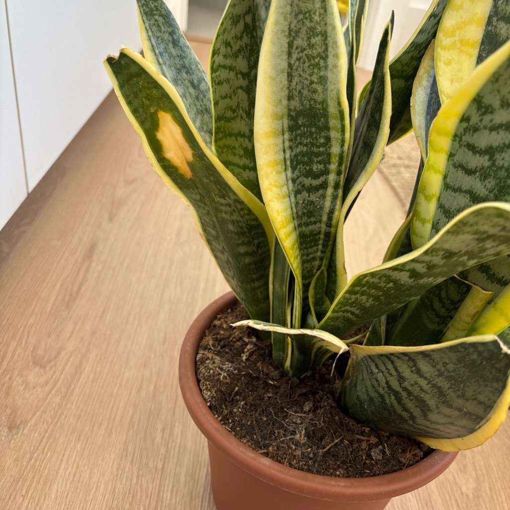 Plante Serpent