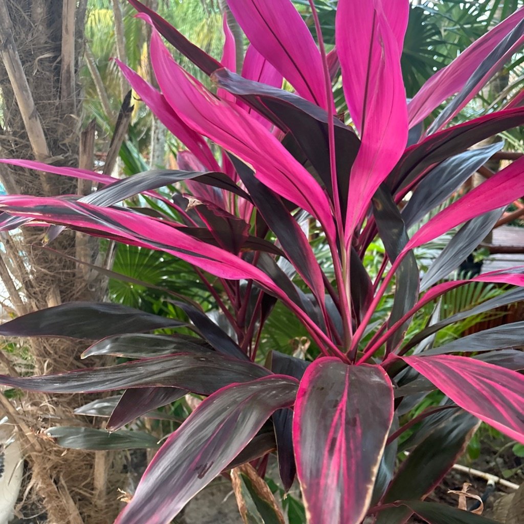 Plante Ti