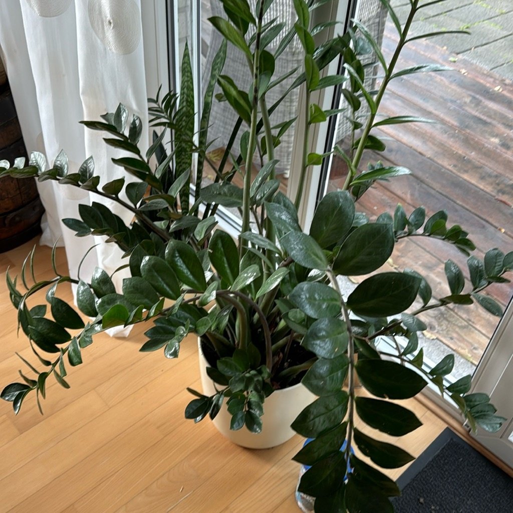 Plante ZZ