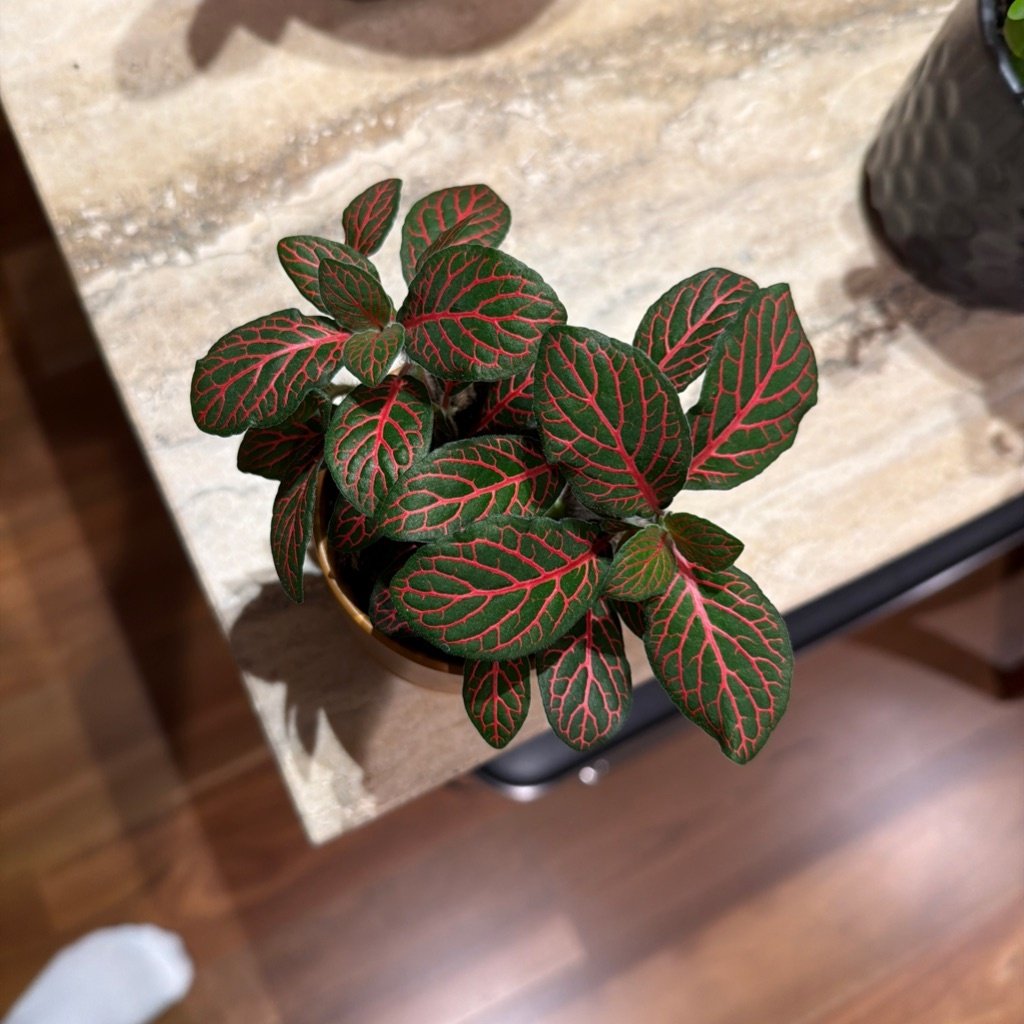 Plante à Nervures