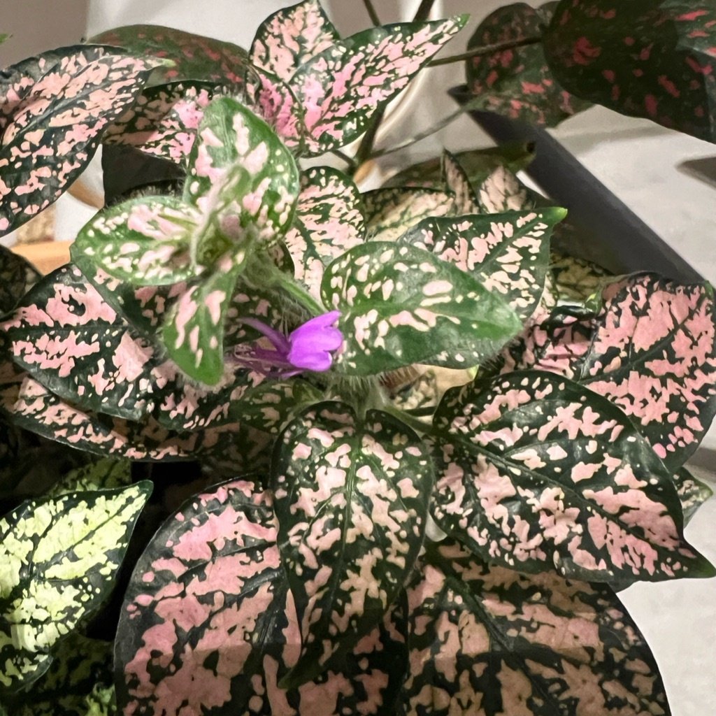 Plante à Pois