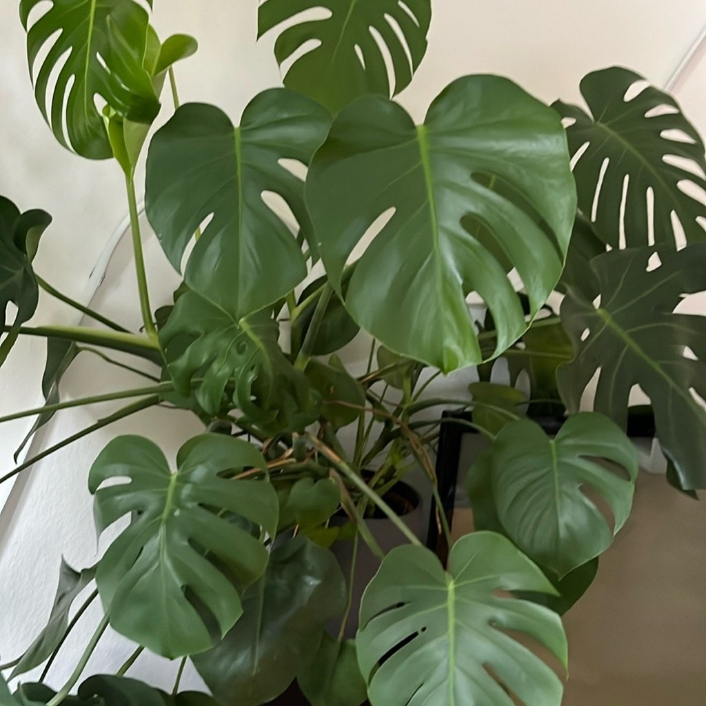 Plante à Trous Suisse