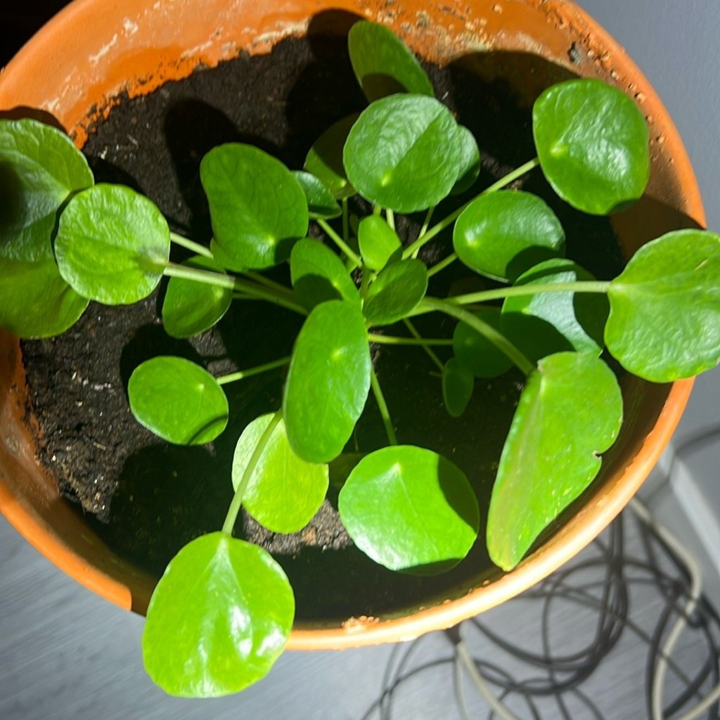 Plante à monnaie chinoise