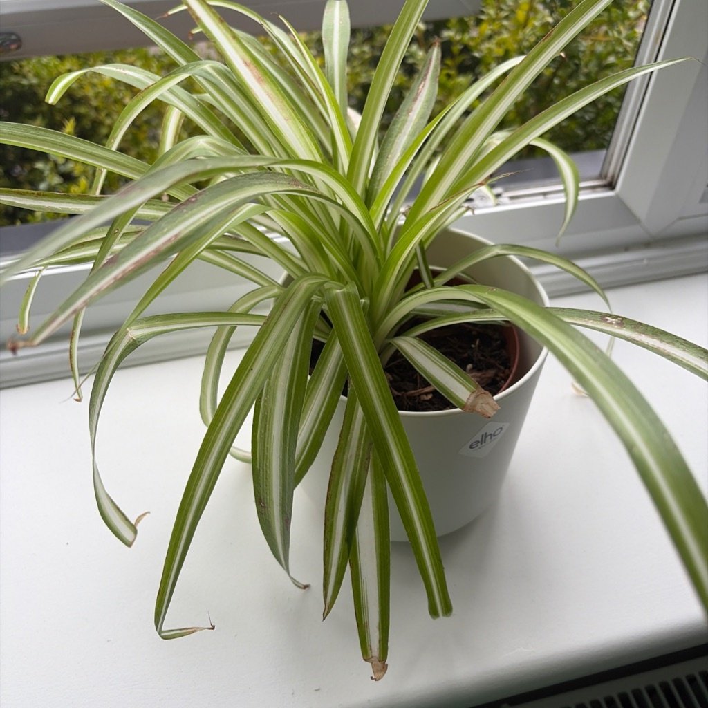 Plante araignée