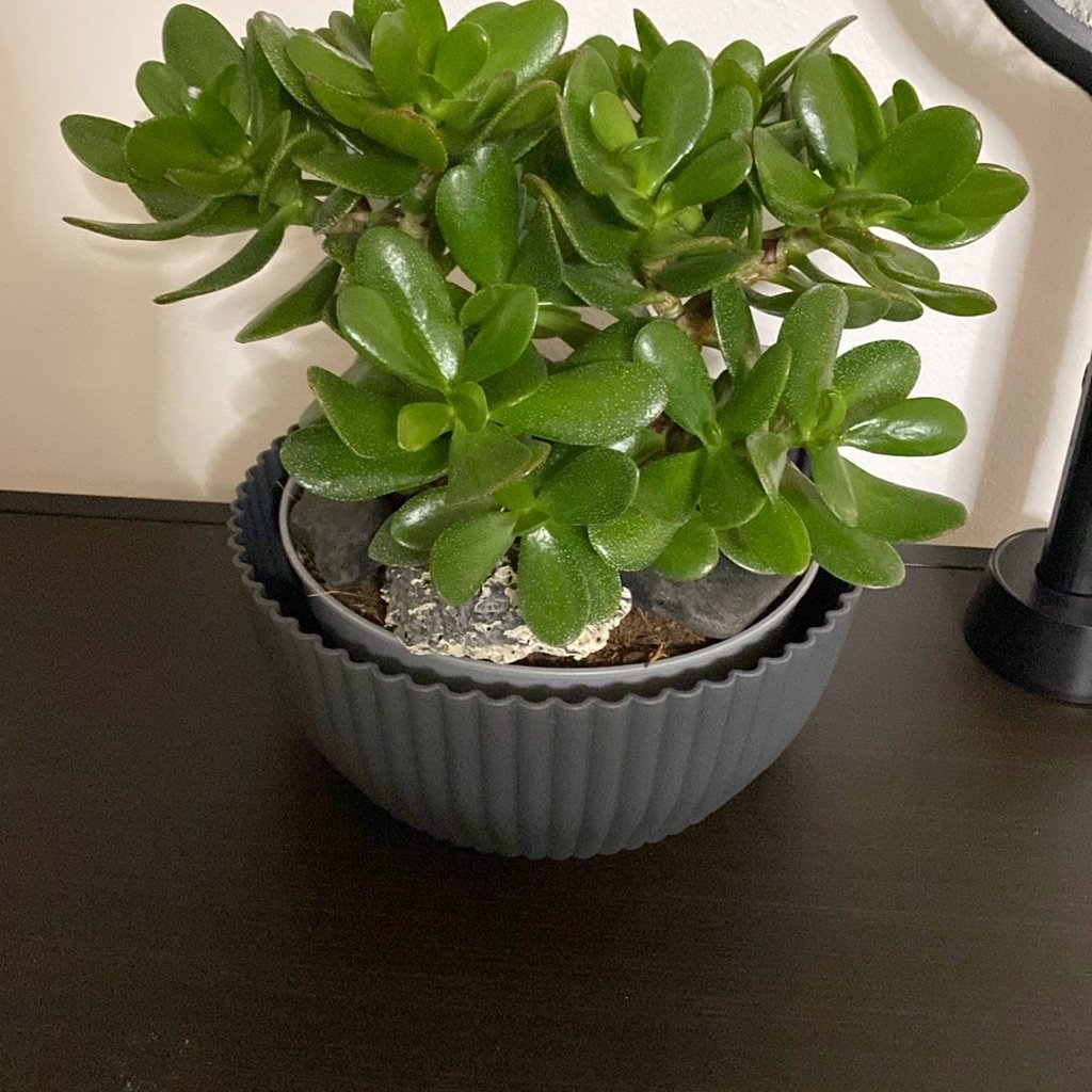 Plante de Jade