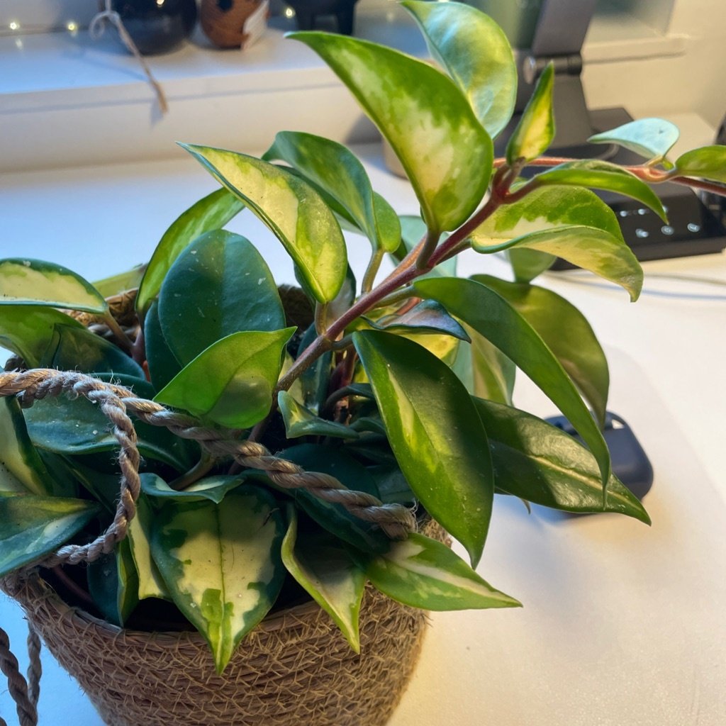 Plante de cire