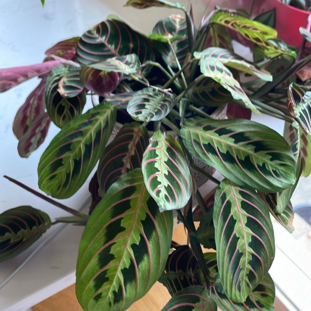 Plante de la prière