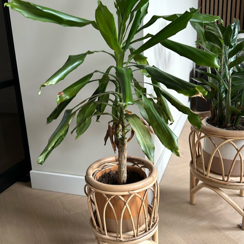 Plante de maïs