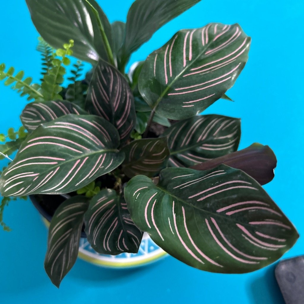Plante rayée