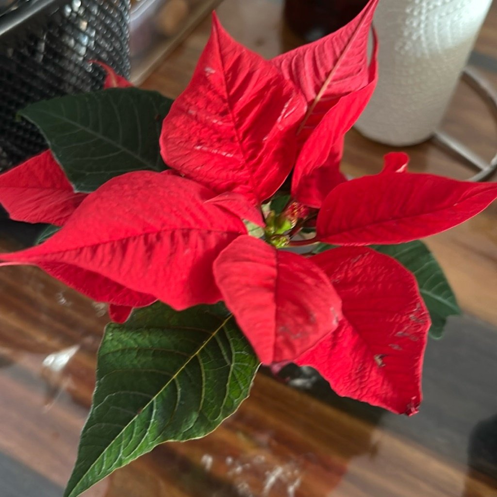 Poinsettia