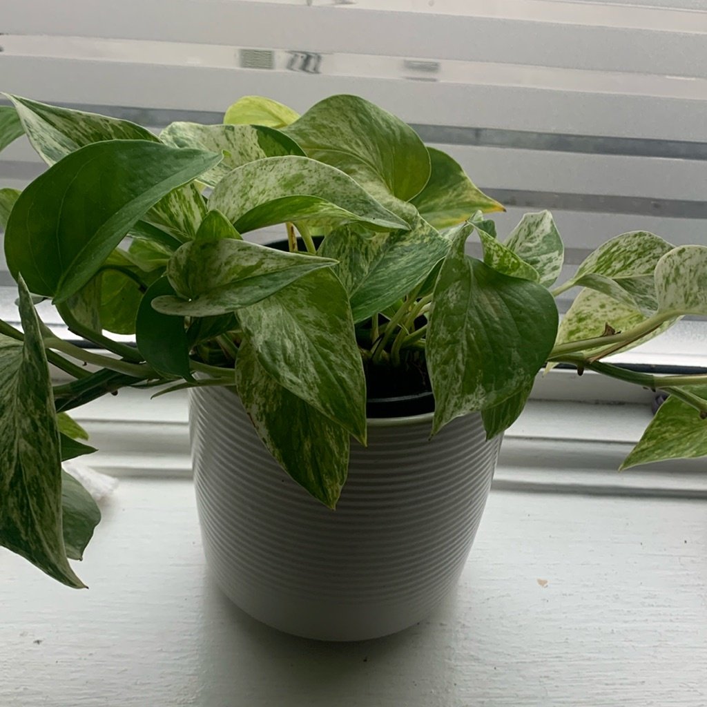 Pothos doré