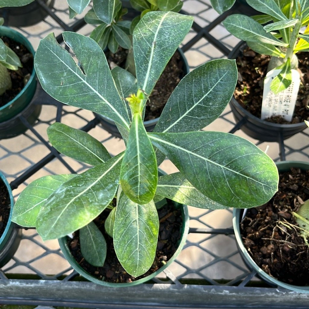 Rose du désert