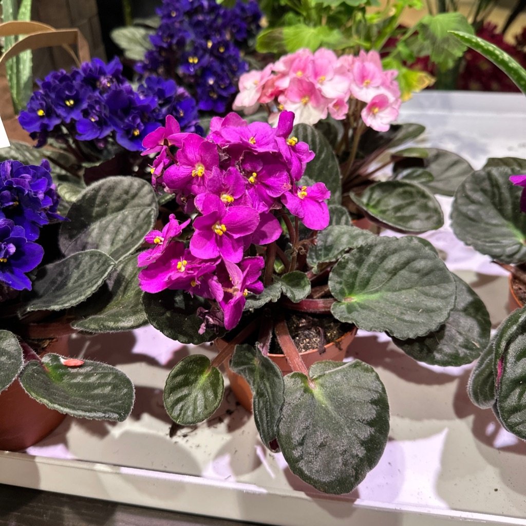 Sabot de Vénus Streptocarpus