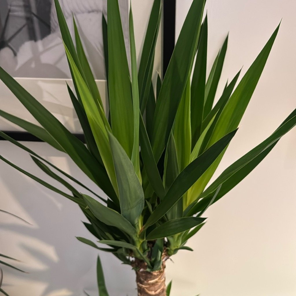Yucca sans épines